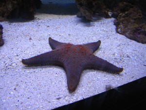 Starfish_2-11