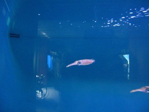 ワイキキ水族館のアオリイカ