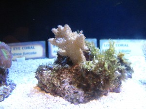 Staghorn Coral