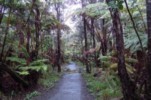 オーマオを比較的簡単に観察できる、ハワイ火山国立公園