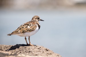 アケケケ（キョウジョシギ）夏羽 