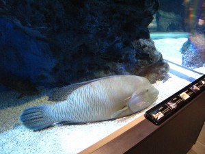 すみだ水族館のメガネモチノウオ