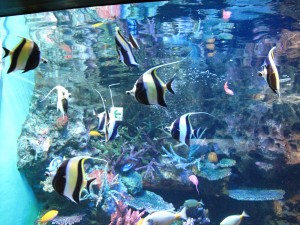 サンシャイン水族館のツノダシ