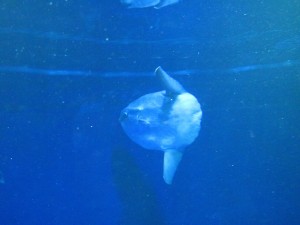 サンシャイン国際水族館のマンボウ