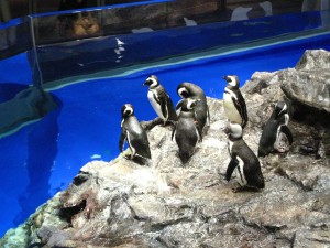 すみだ水族館のペンギン水槽