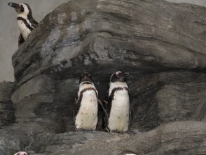 サンシャイン水族館のペンギン