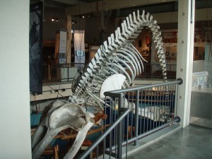 ザトウクジラの骨格