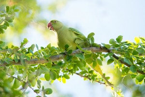 ホンセイインコ