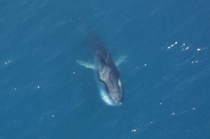 ナガスクジラはヒゲクジラ