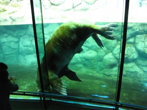 八景島シーパラダイスのセイウチ