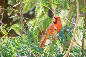 ショウジョウコウカンチョウ（雄）