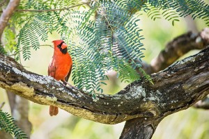 ショウジョウコウカンチョウ（雄）