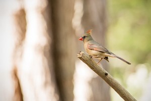 ショウジョウコウカンチョウ（雌）