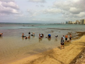 外来種の海藻除去作業