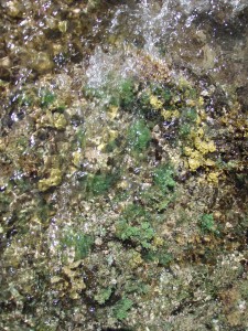 ダイヤモンドヘッドの岩場で見られる海藻