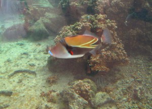 ワイキキ水族館のフムフム