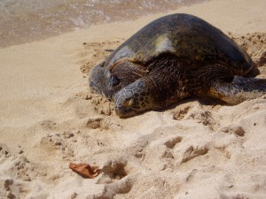 健康なアオウミガメ