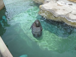 Hawaiian Monk Seal 2-2