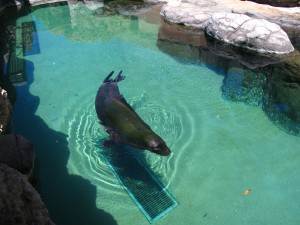 ワイキキ水族館のハワイアンモンクシール