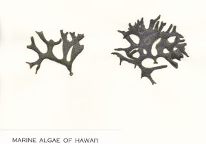 ハワイで採れる緑藻の標本