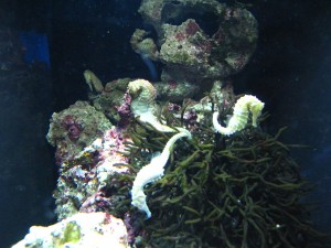 ワイキキ水族館で海藻に巻き付くタツノオトシゴ