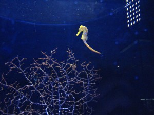 すみだ水族館のタツノオトシゴ 