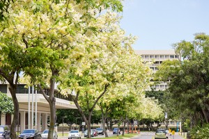 ハワイ大学マノアキャンパスのレインボーシャワー並木