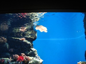ワイキキ水族館のヒラメ
