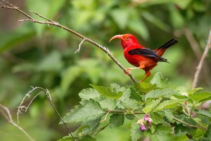 アーカラの花の蜜を吸いにきたイイヴィ