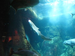 （画像２）　ワイキキ水族館のトラフザメ