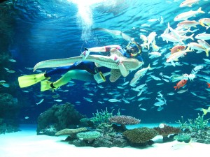 サンシャイン水族館でダイバーと泳ぐトラフザメ