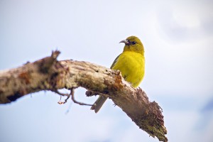 オアフ・アマキヒ