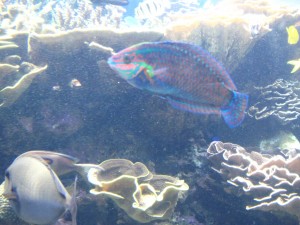 ワイキキ水族館のオーナメンティッド・ラス