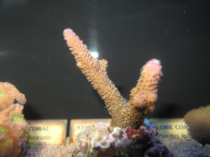 （画像１）　ワイキキ水族館のサンゴ