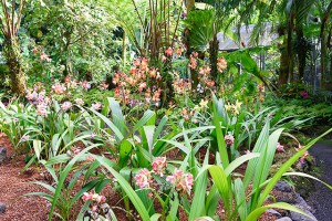 Orchid Garden（ランの庭）
