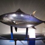 （画像２）　名古屋港水族館のクロマグロの模型
