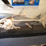 （画像３）　クロマグロの骨格標本