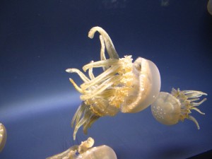 ワイキキ水族館のタコクラゲ