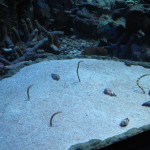 サンシャイン水族館のニシキアナゴ