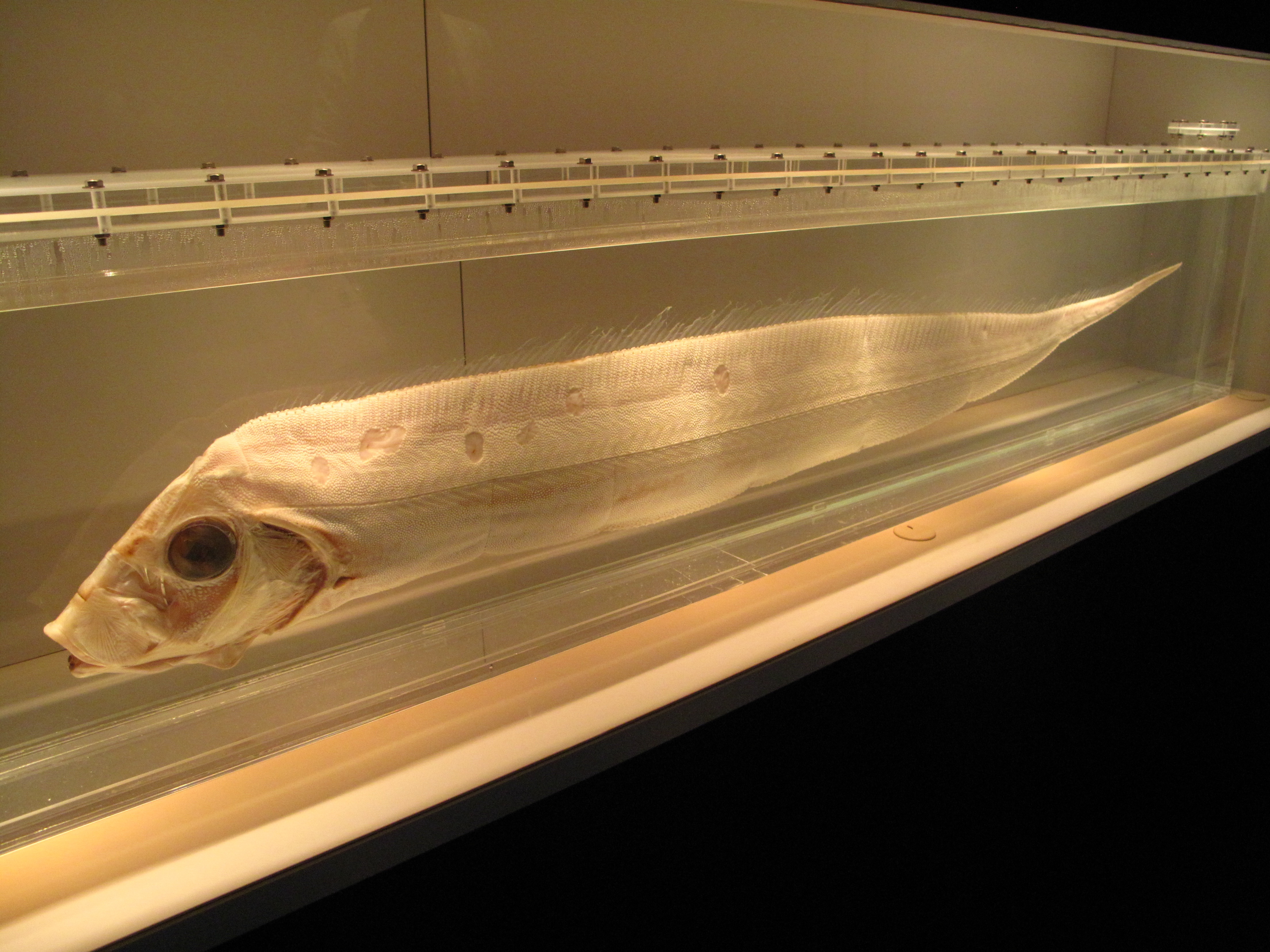 （画像２）テンガイハタの標本（名古屋港水族館）