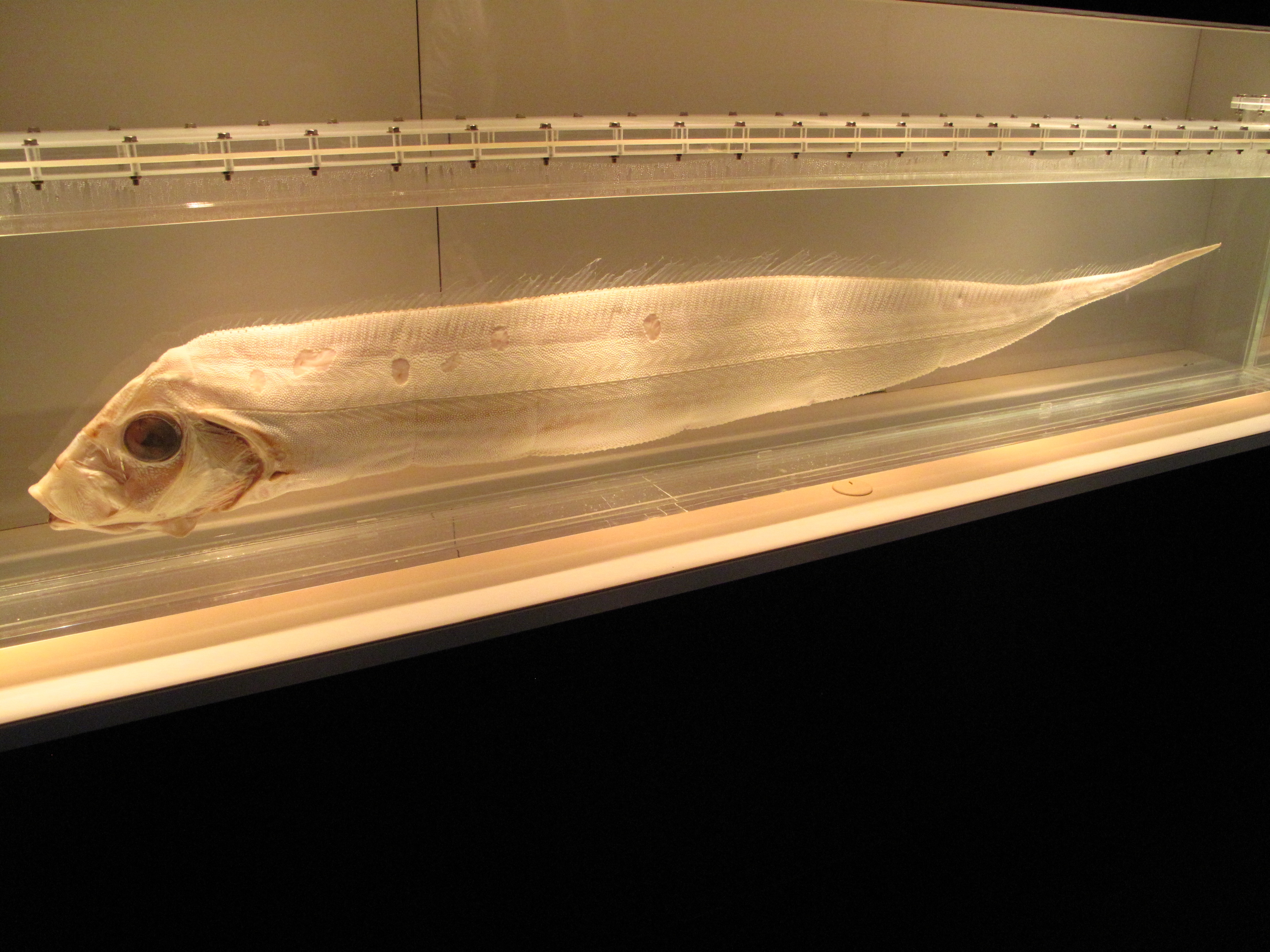 （画像１）テンガイハタの標本（名古屋港水族館）